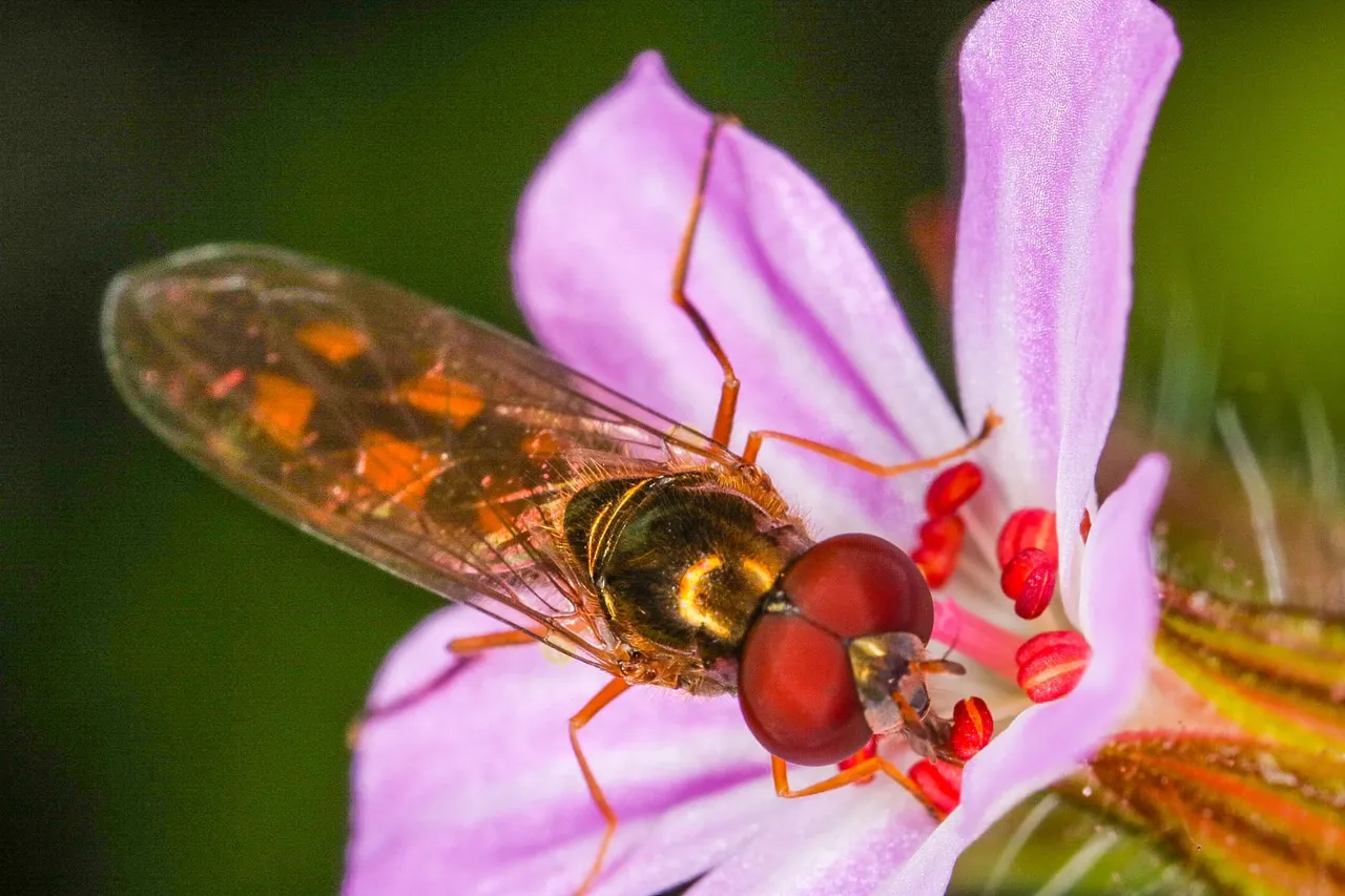 insect content (7).jpg