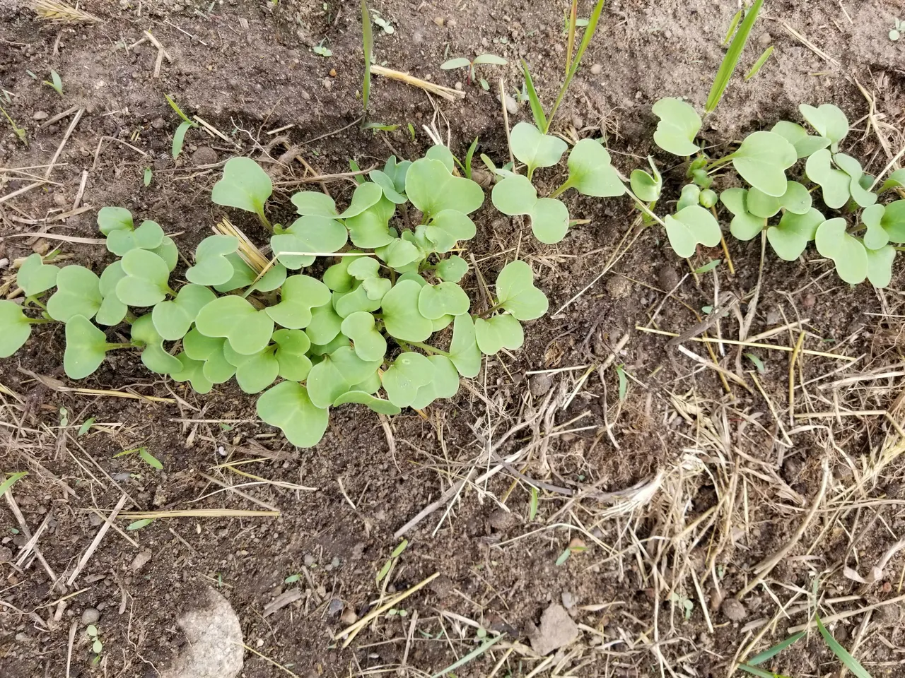 2018May15_Garden3.jpg