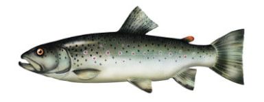 ryby-kafle-pstrag.jpg