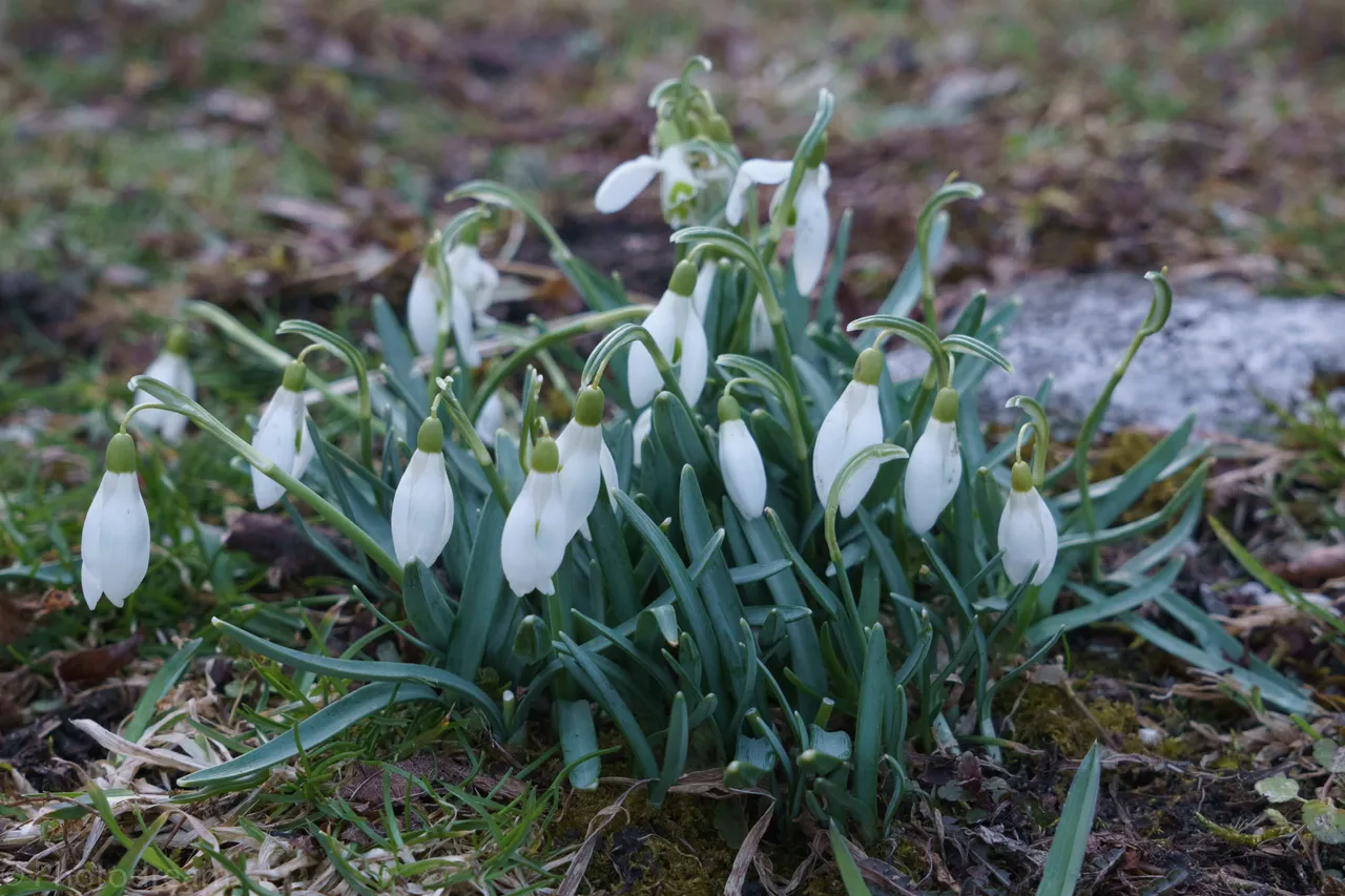 20180324-DSC01803.jpg