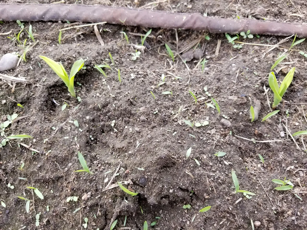 2018May15_Garden2.jpg