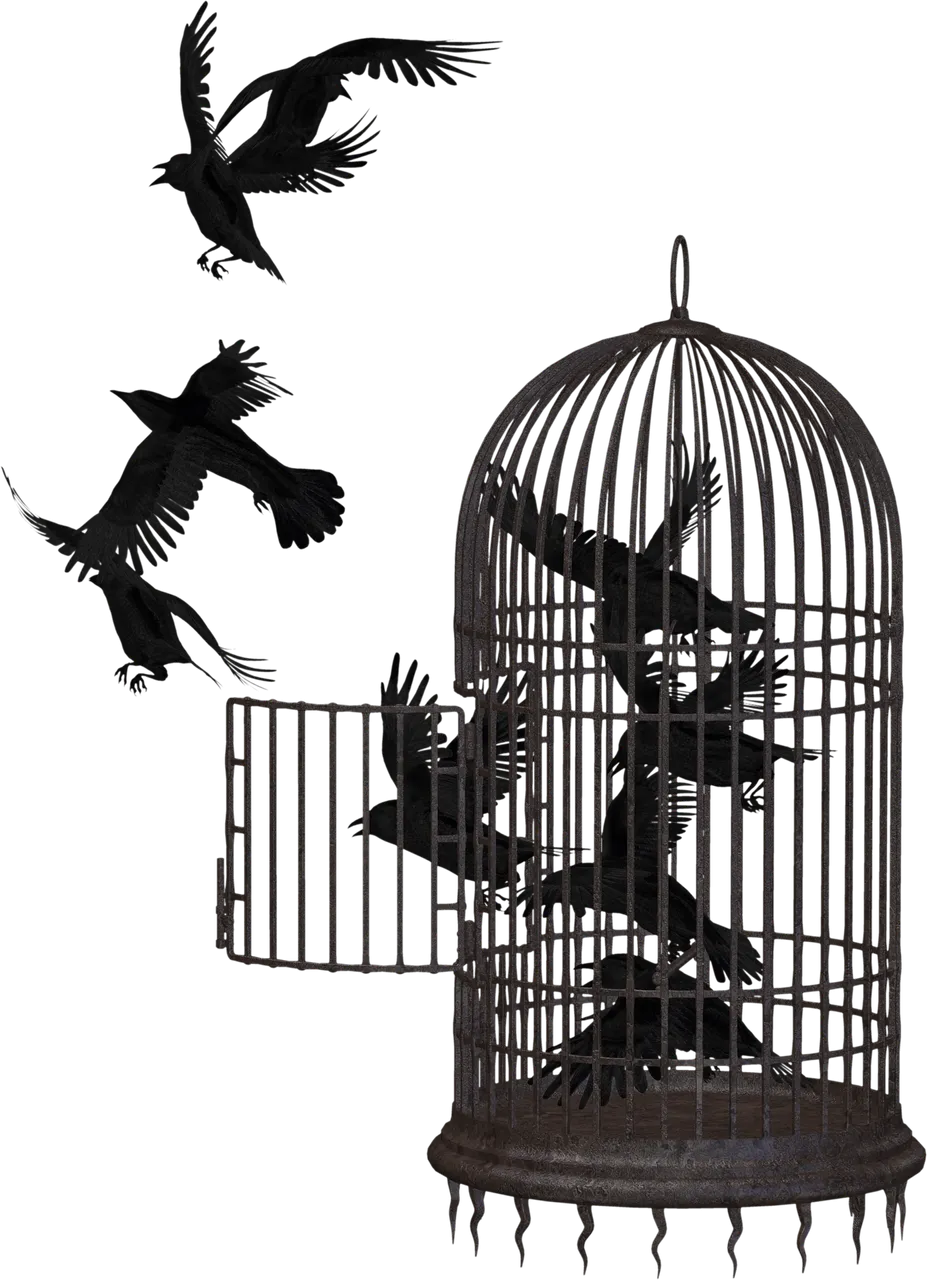 crow-2191180_1920.png