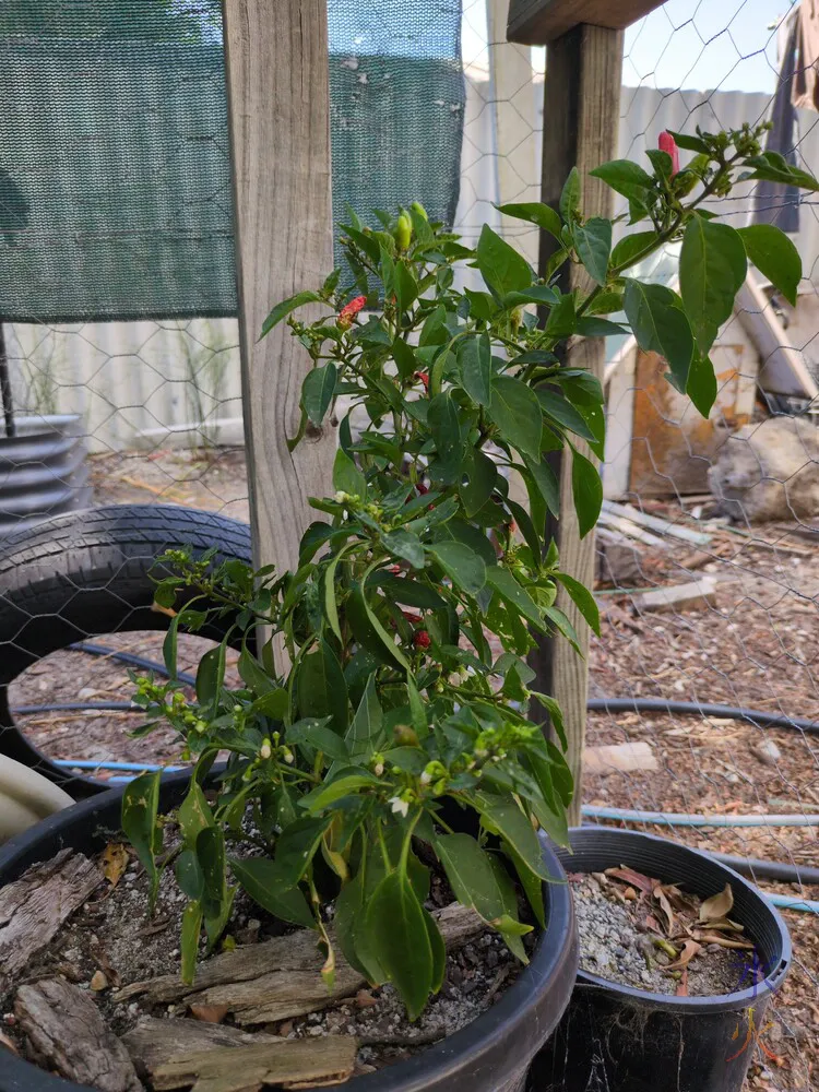 chilli plant with some chilli fruit and some new flowers