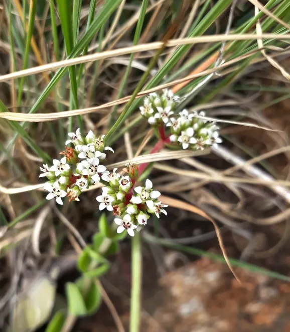 crassula setulosa flower.jpg