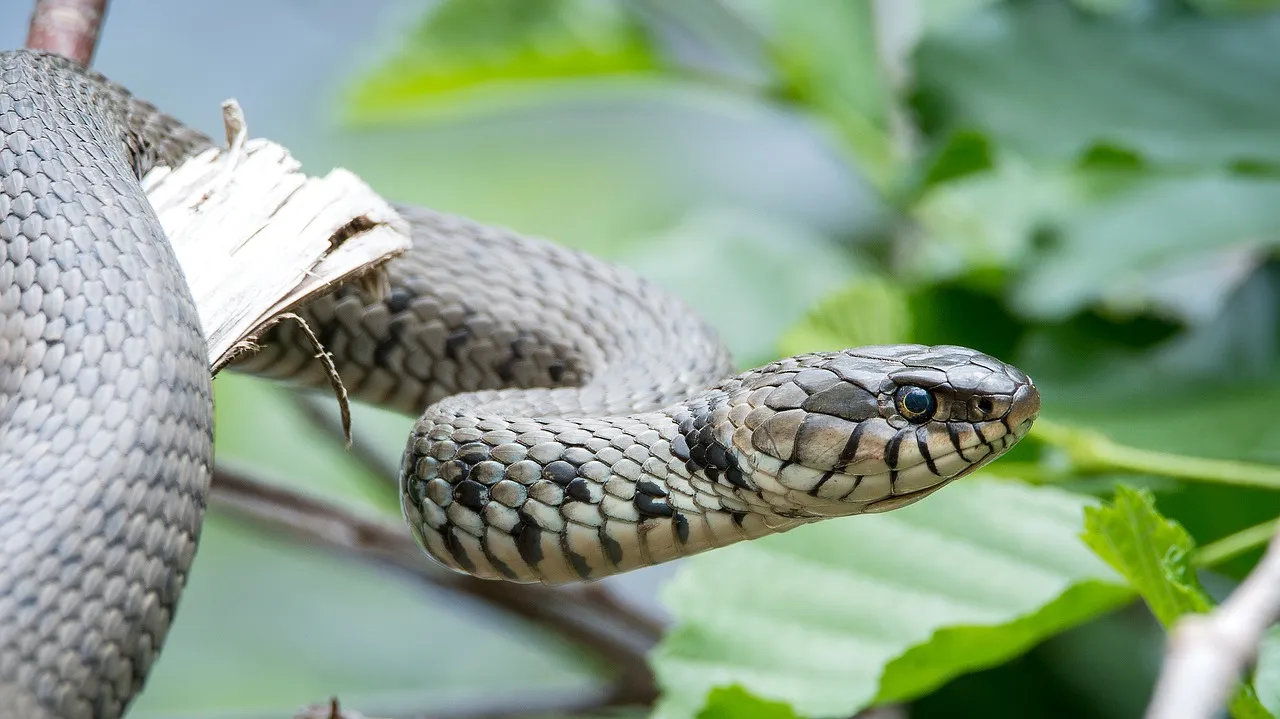 grass-snake-2104087_1280.jpg