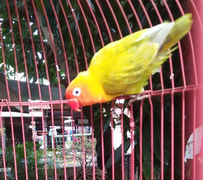 The action bird after shower.jpg