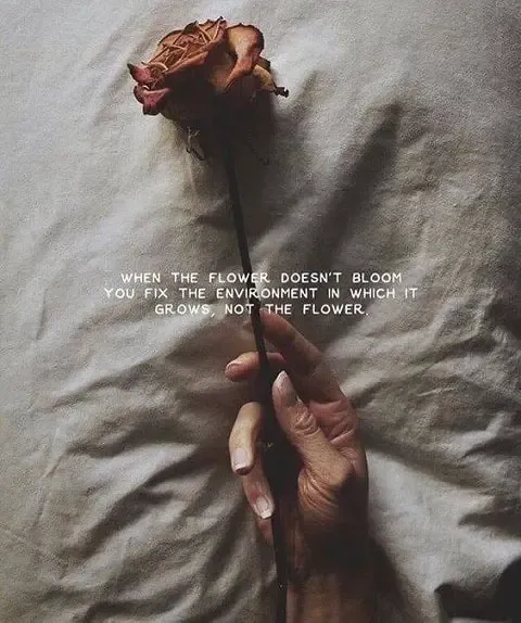 deep rose quotes