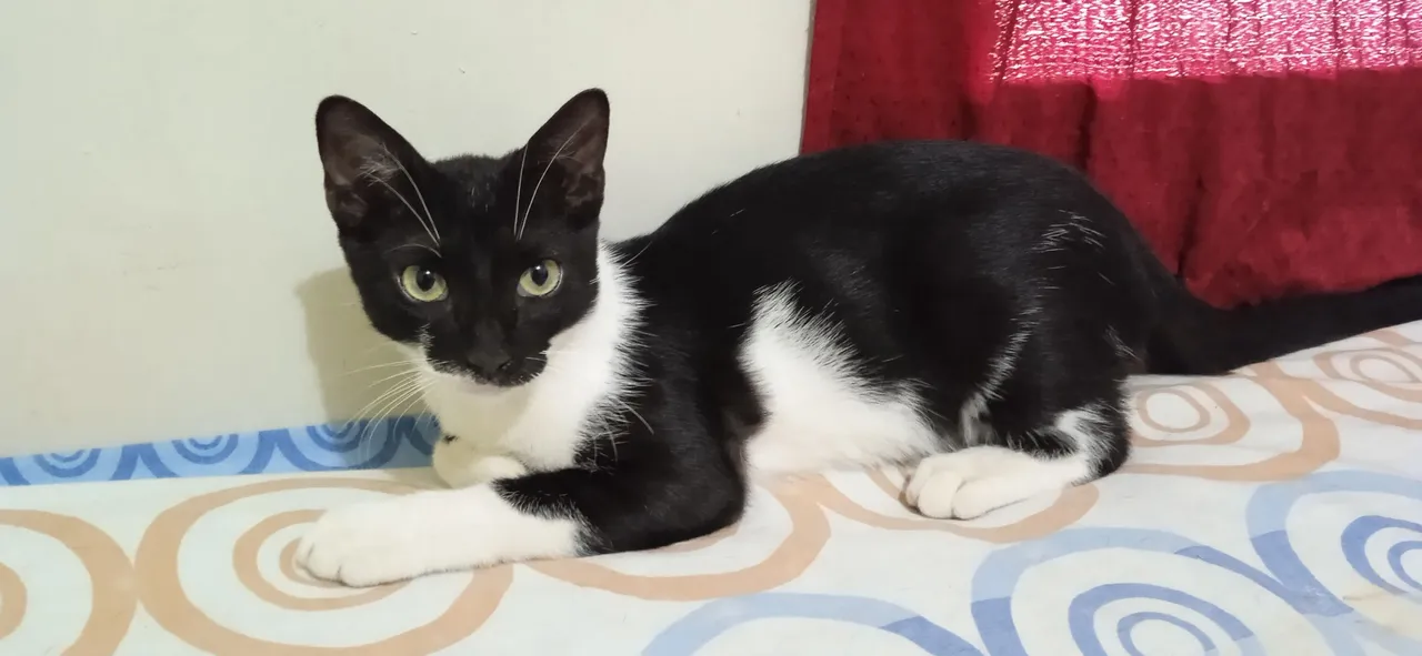 Elio El Gato The Cat Hive Pets Mascotas (17).jpg