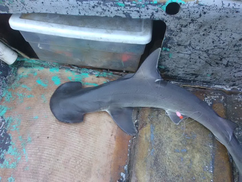 5 minute freewrite 2968 prompt vegetarian shark