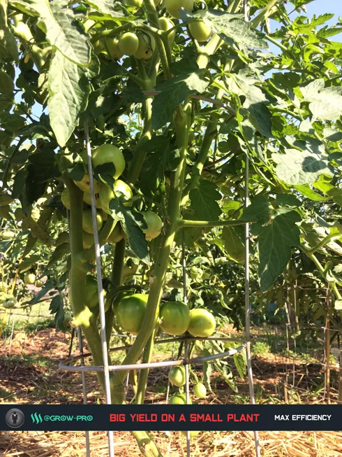 big-yield-on-small-plants-with-grow-pro.jpg