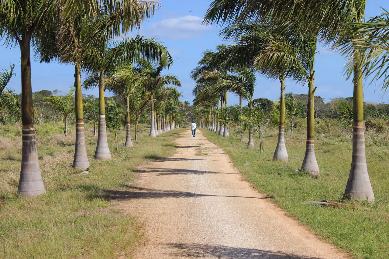 Camino de entrada al Cafetal Angerona.