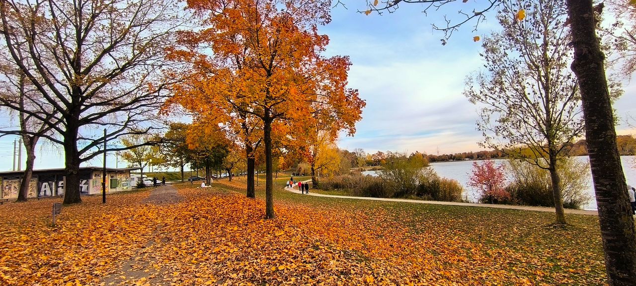 Last signs of Autumn - Colorful leaves and cold weather