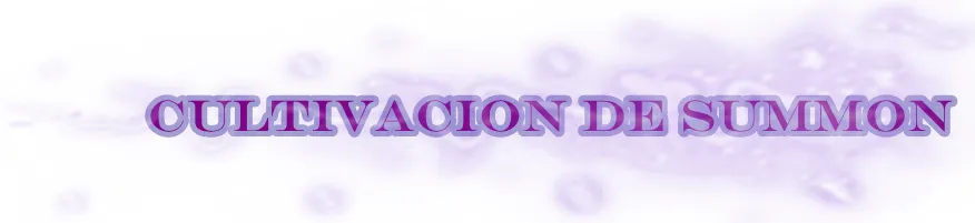 culti.png