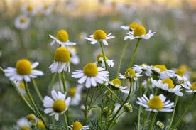 daisy.jpg
