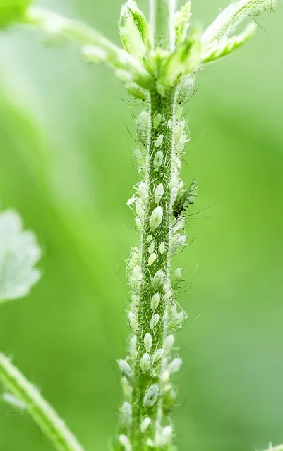 aphid.jpg