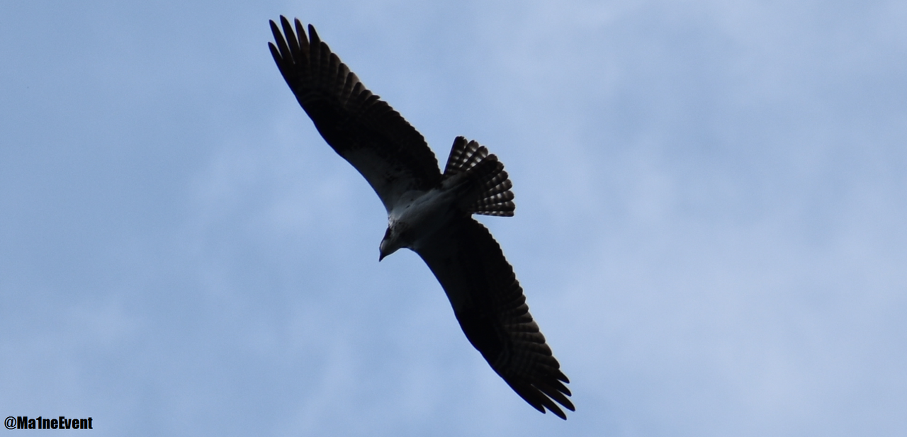 hawk1.png