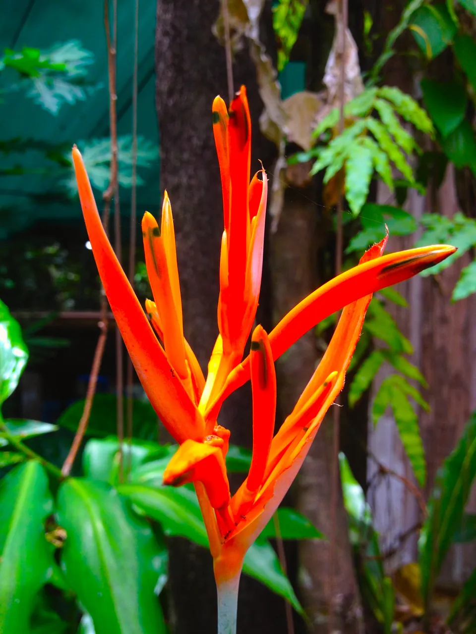 bird of paradise.JPG
