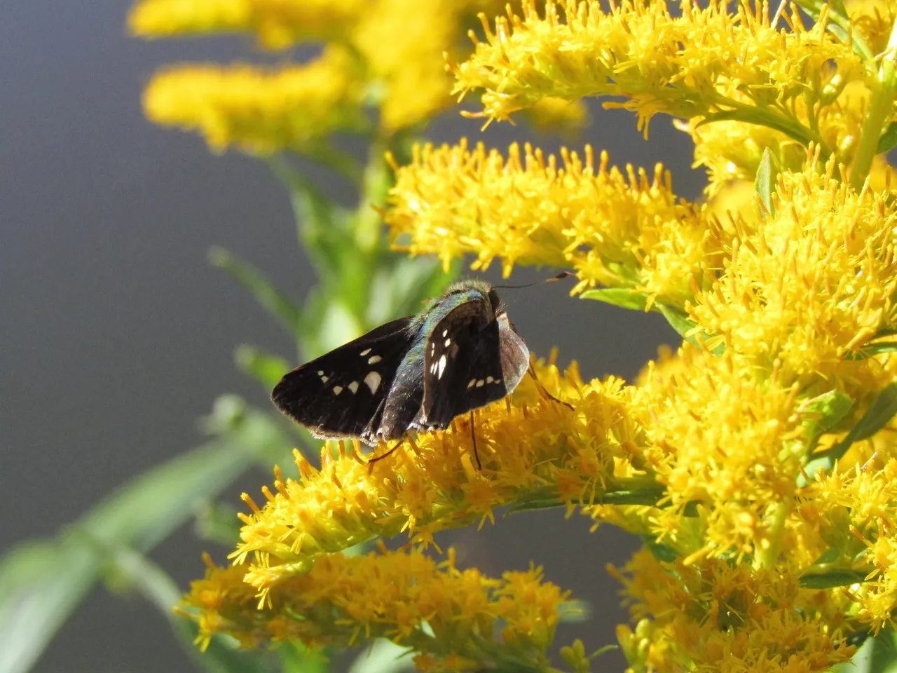 insect (2).jpg