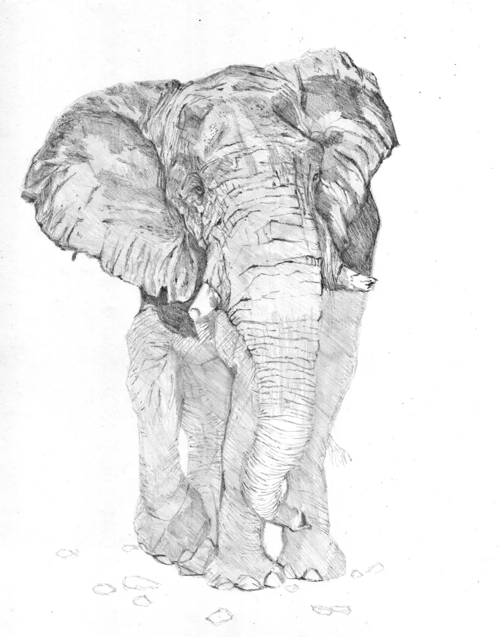 elephant04.jpg