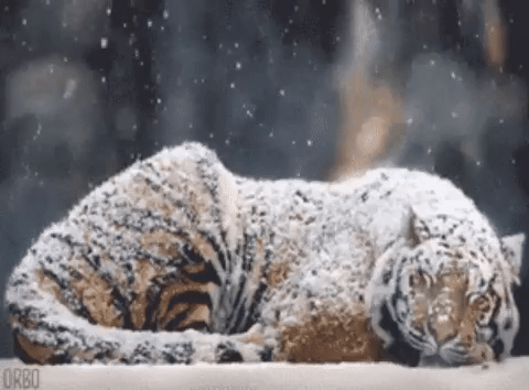 Mind Tiger.gif
