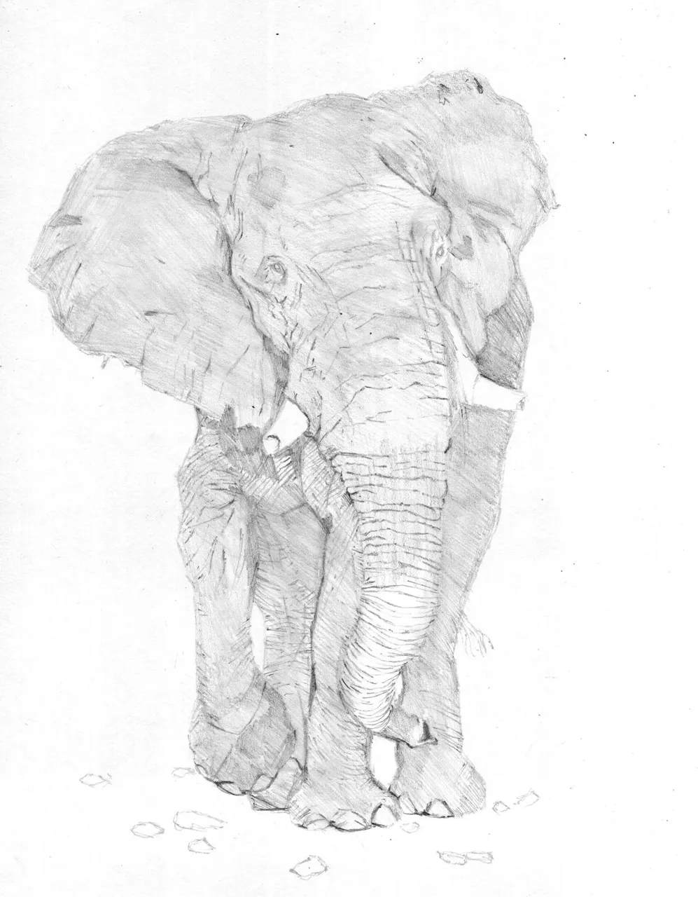 elephant03.jpg
