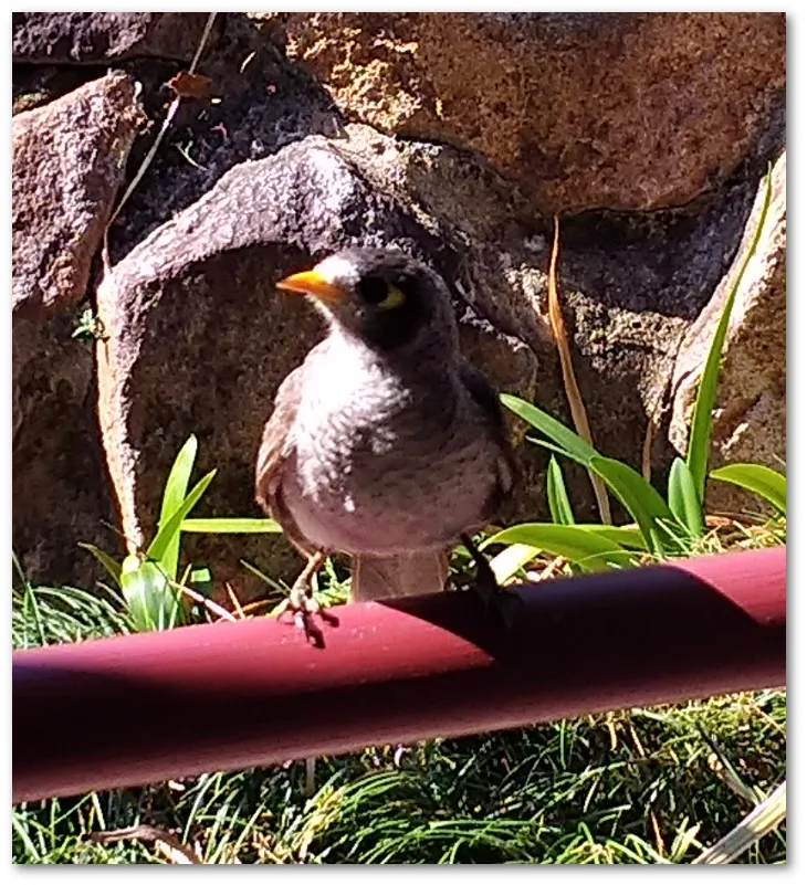 minerbird.jpg