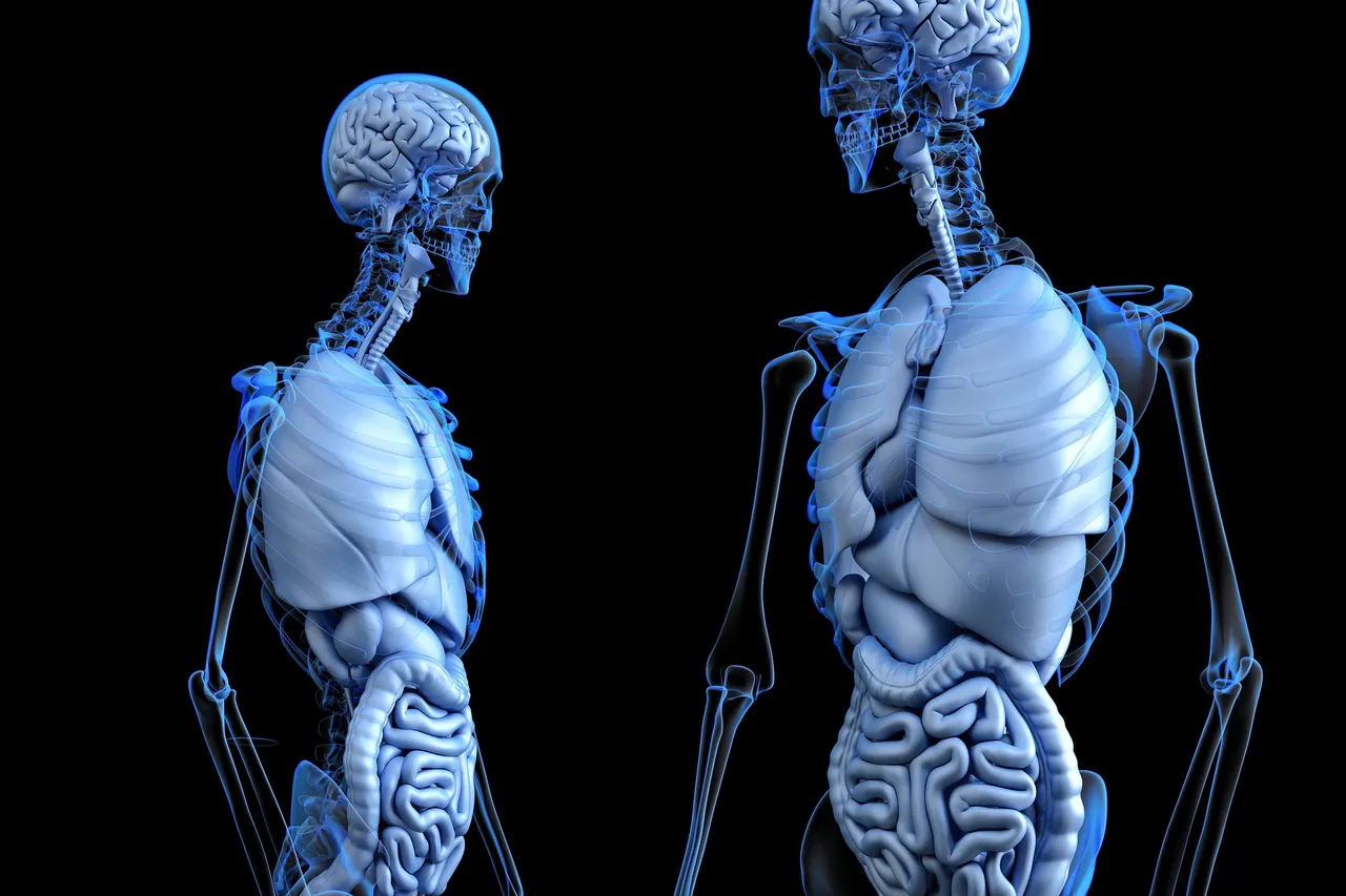 anatomica.jpg