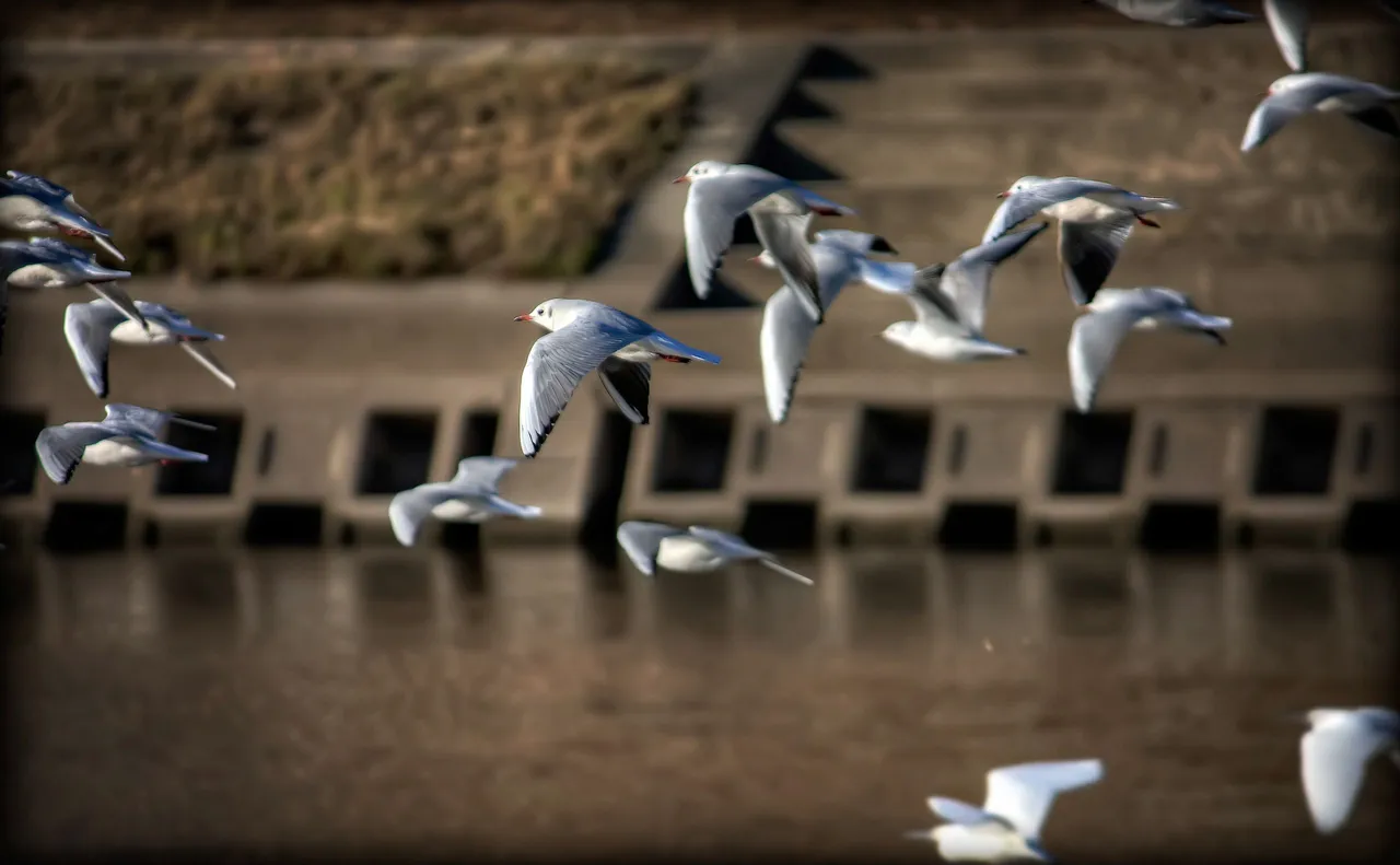 The_Birds.jpg