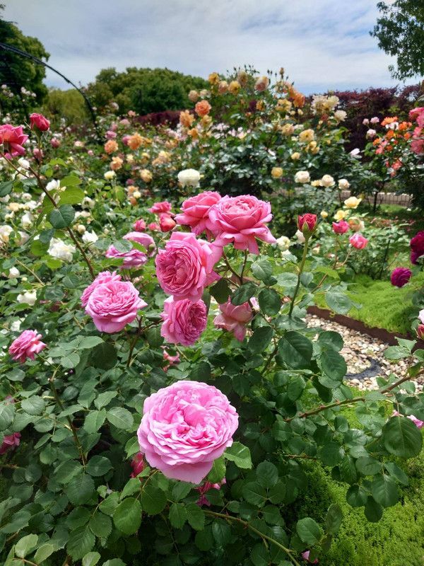 https://i.postimg.cc/Gt2Gfr88/rose-garden3.jpg