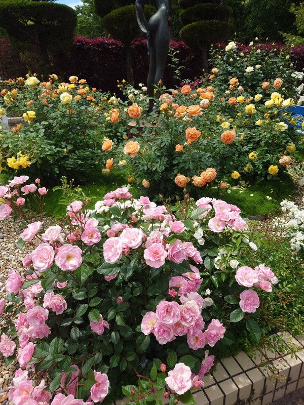https://i.postimg.cc/N0cTcR2K/rose-garden2.jpg