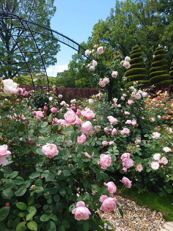 https://i.postimg.cc/QxzkRBqf/rose-garden4.jpg