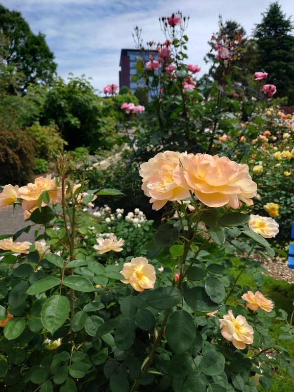https://i.postimg.cc/RhNJRRyR/rose-garden1.jpg