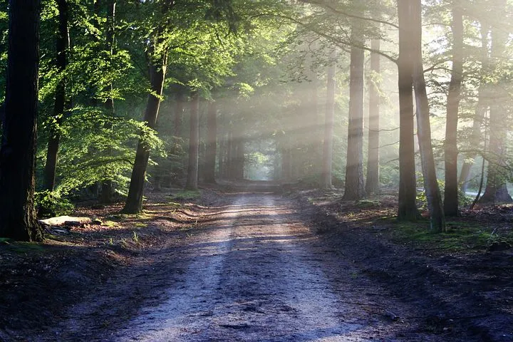 road-815297__480.jpg