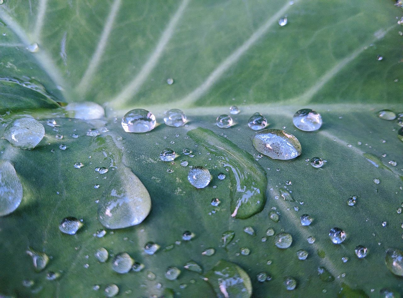 Photography of rain falling with a macro lens