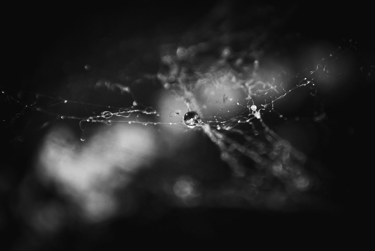 📸 My Entry For Monomad Challenge - The Spider Web as a Work of Art🌿