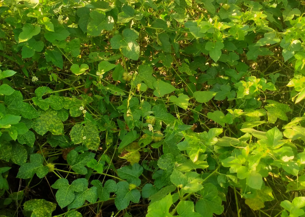 IMG20210309162642-01.jpeg