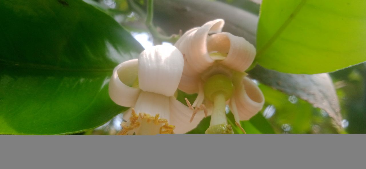 Photography of grapefruit flowers.