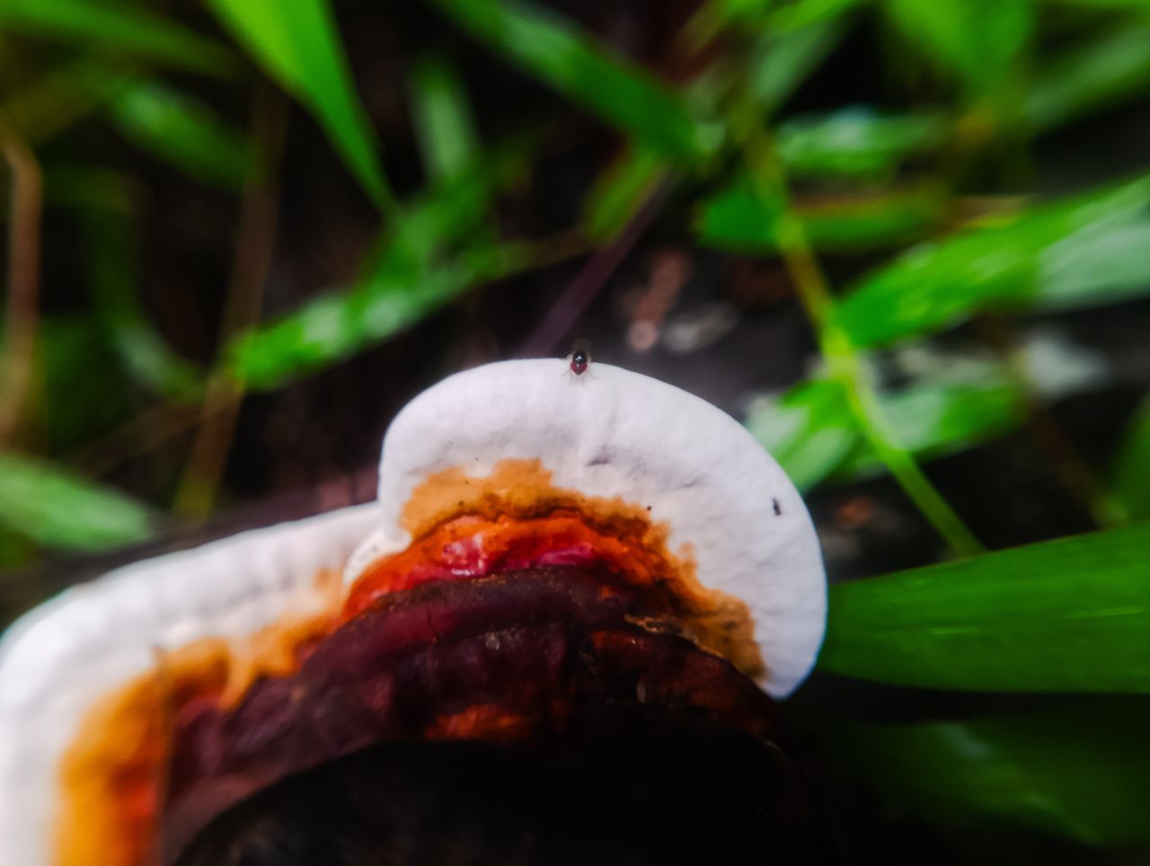 #FungiFriday || The Charm of Mushrooms Amidst the Moisture of Nature