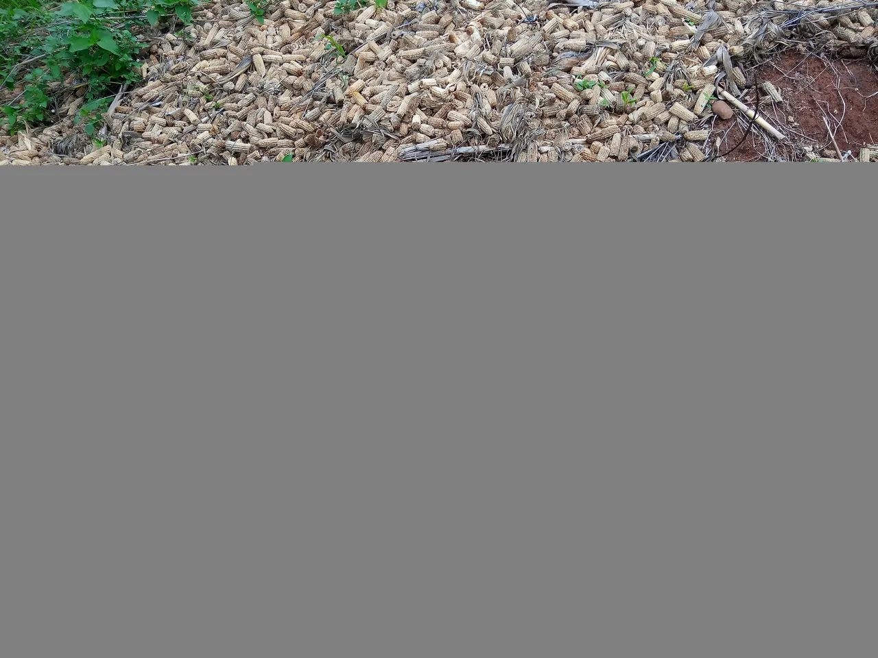 IMG_20210504_114955_1.jpg