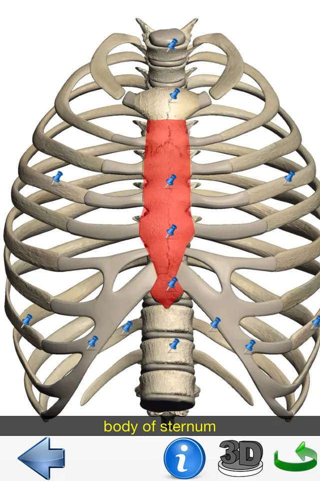 VB_bone2.png