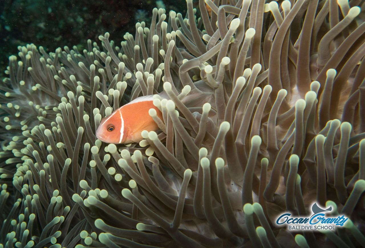 OG Pink anemone fish.jpg
