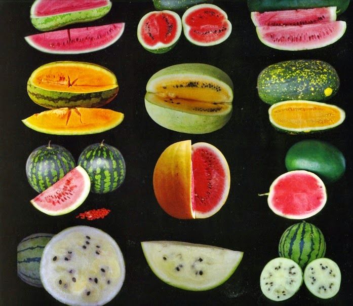watermelon+varieties.jpg