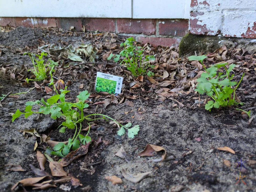 coriander