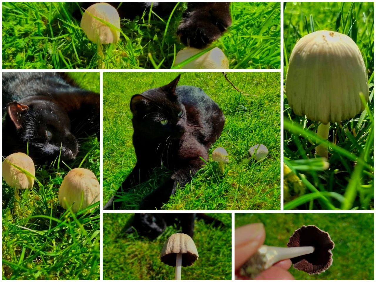 When My Cat Did Fungi Hunting for Me