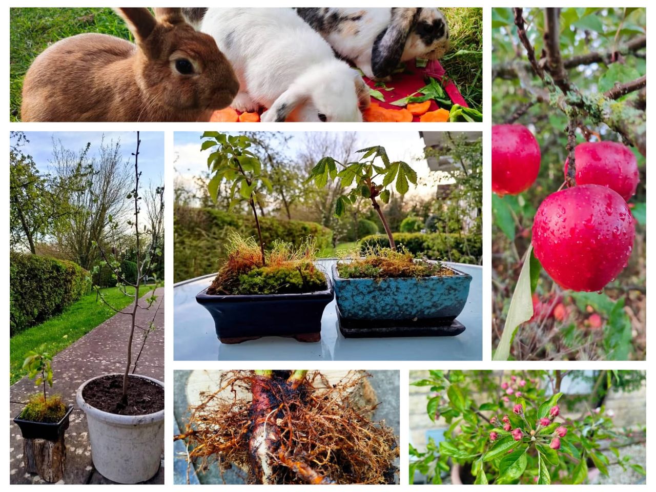 Saving My Apple Trees From Garden Mischief to New Beginnings