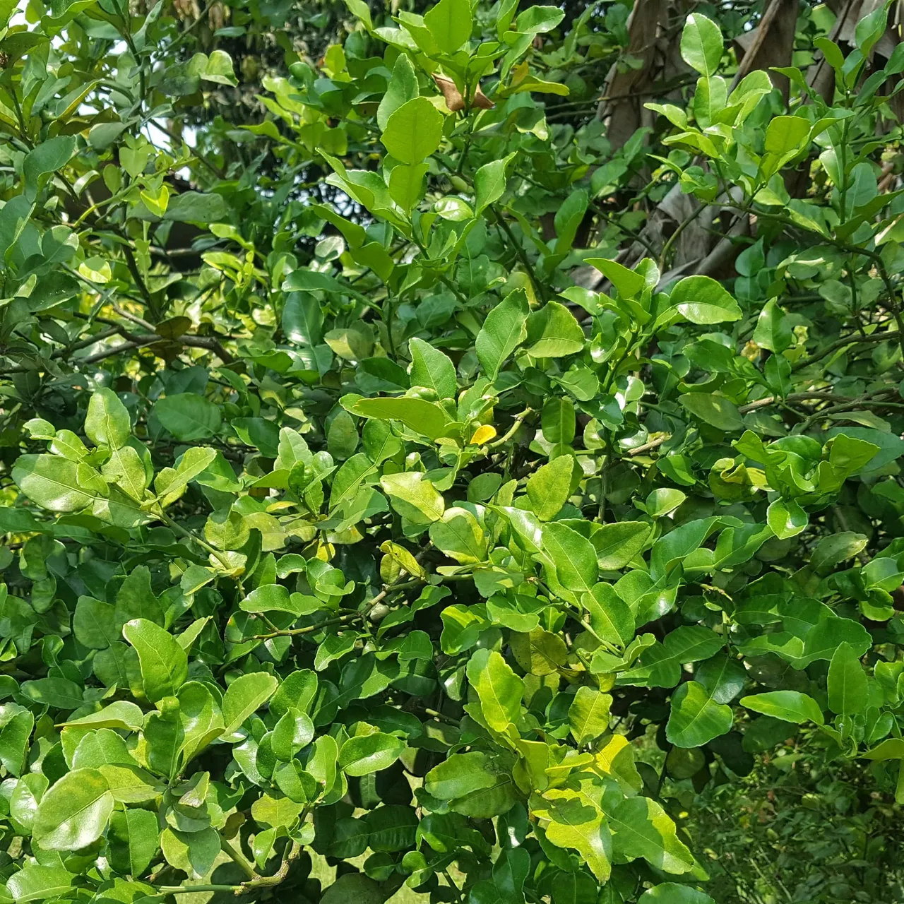 MarchGarden15.jpg