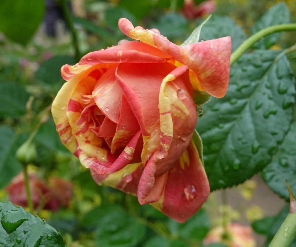 A Rose that Radiates Joy and Elegance