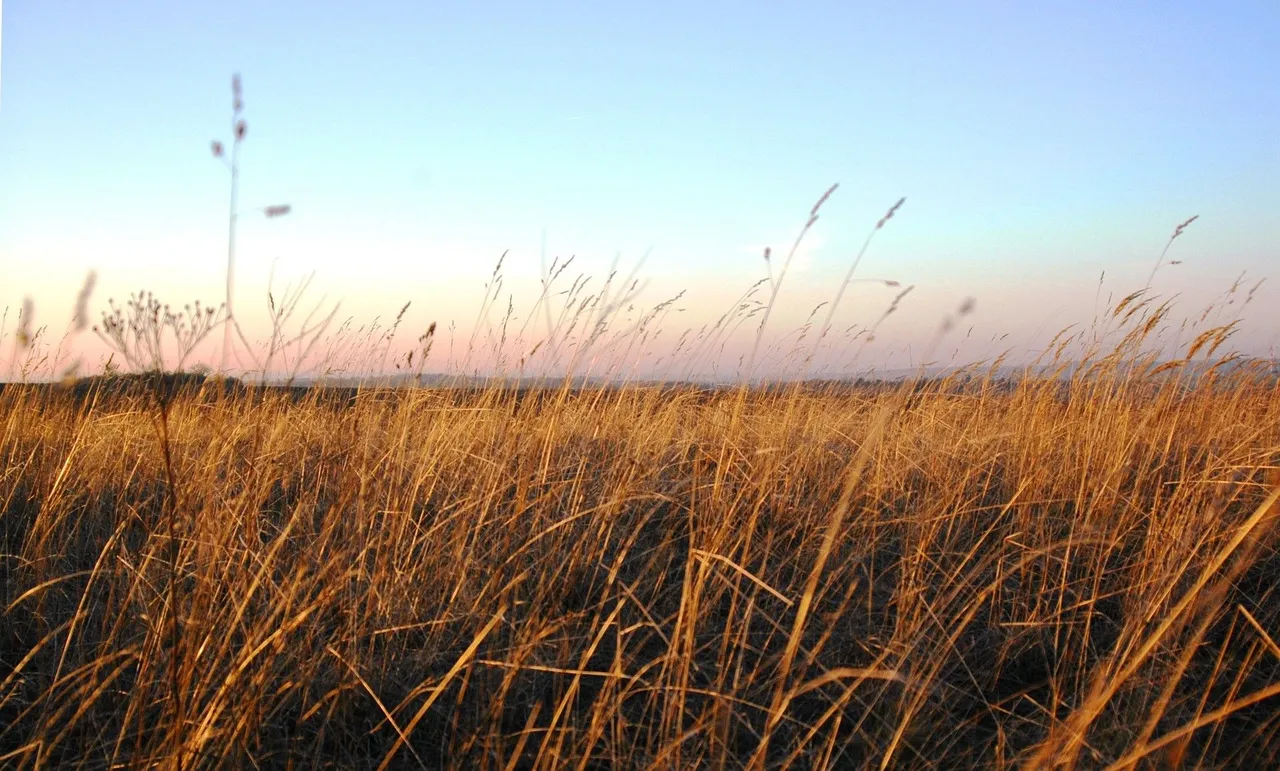 puszta.jpg