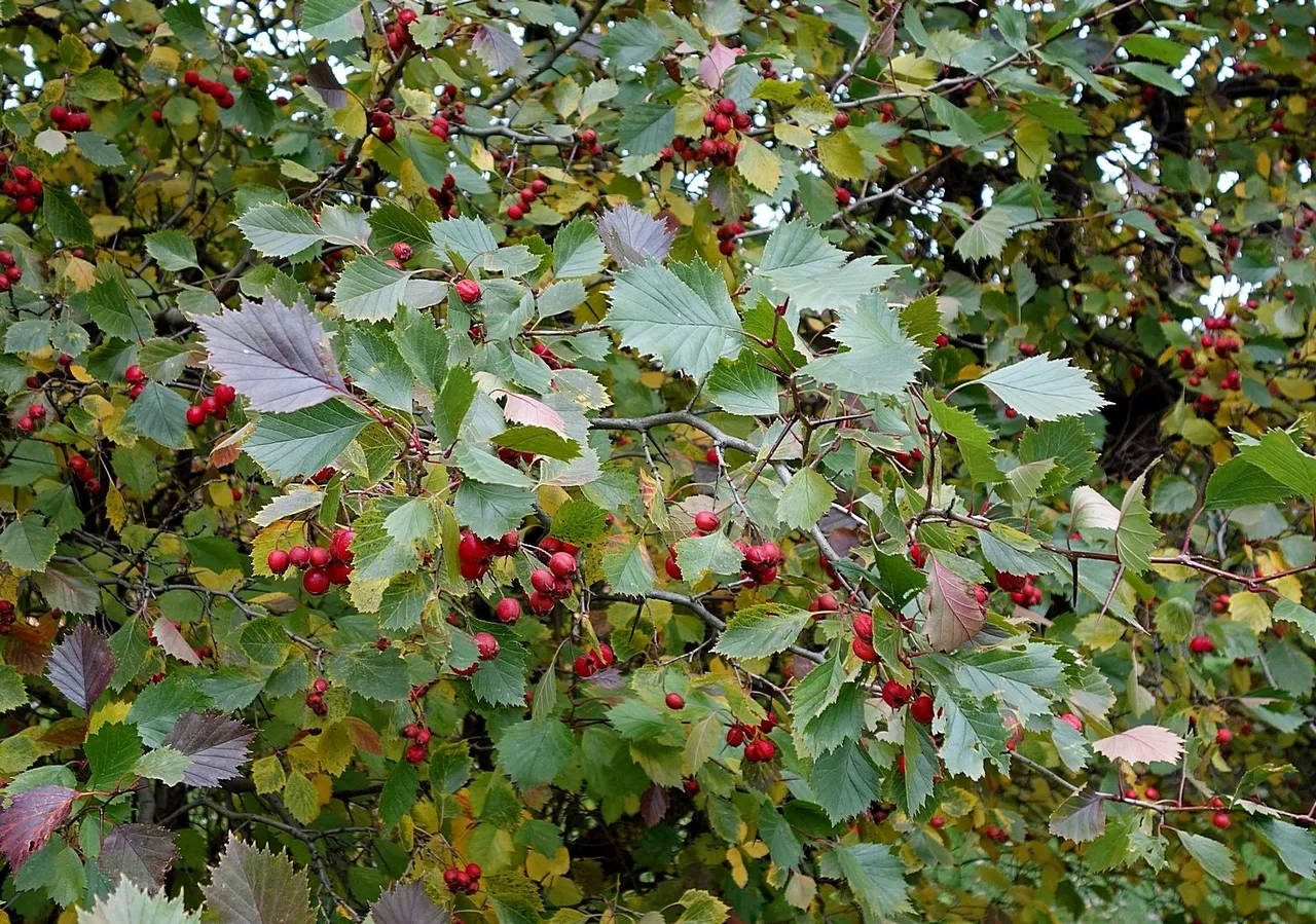 s211016-208.JPG