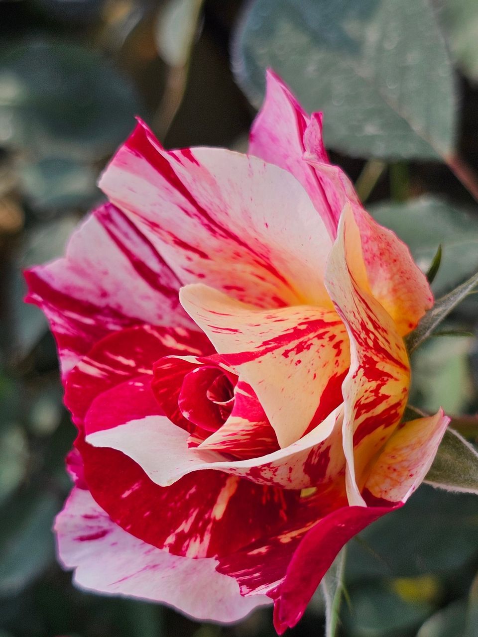The rose flower 